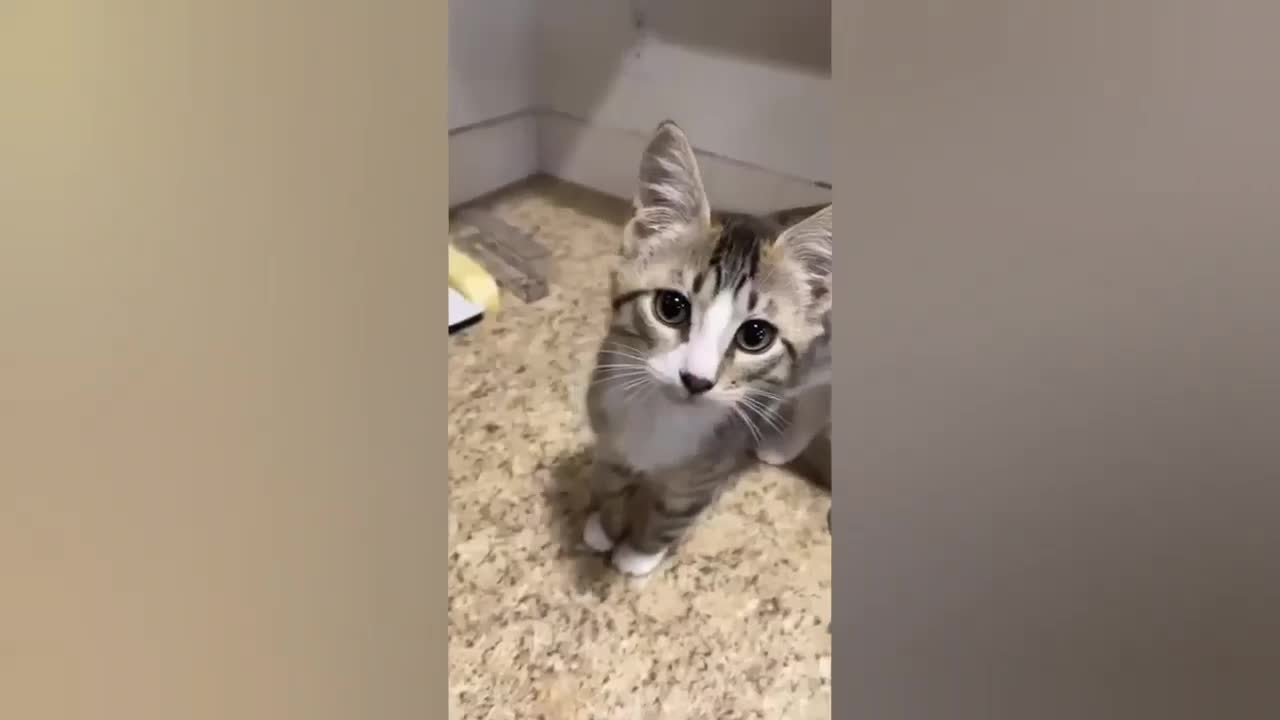HOUR FUNNY CATS COMPILATION 2022😂_ Funny and Cute Cat Videos😸 ! - 084