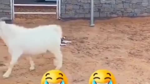 Most hilarious funniest video on todays internet of mix animals .
