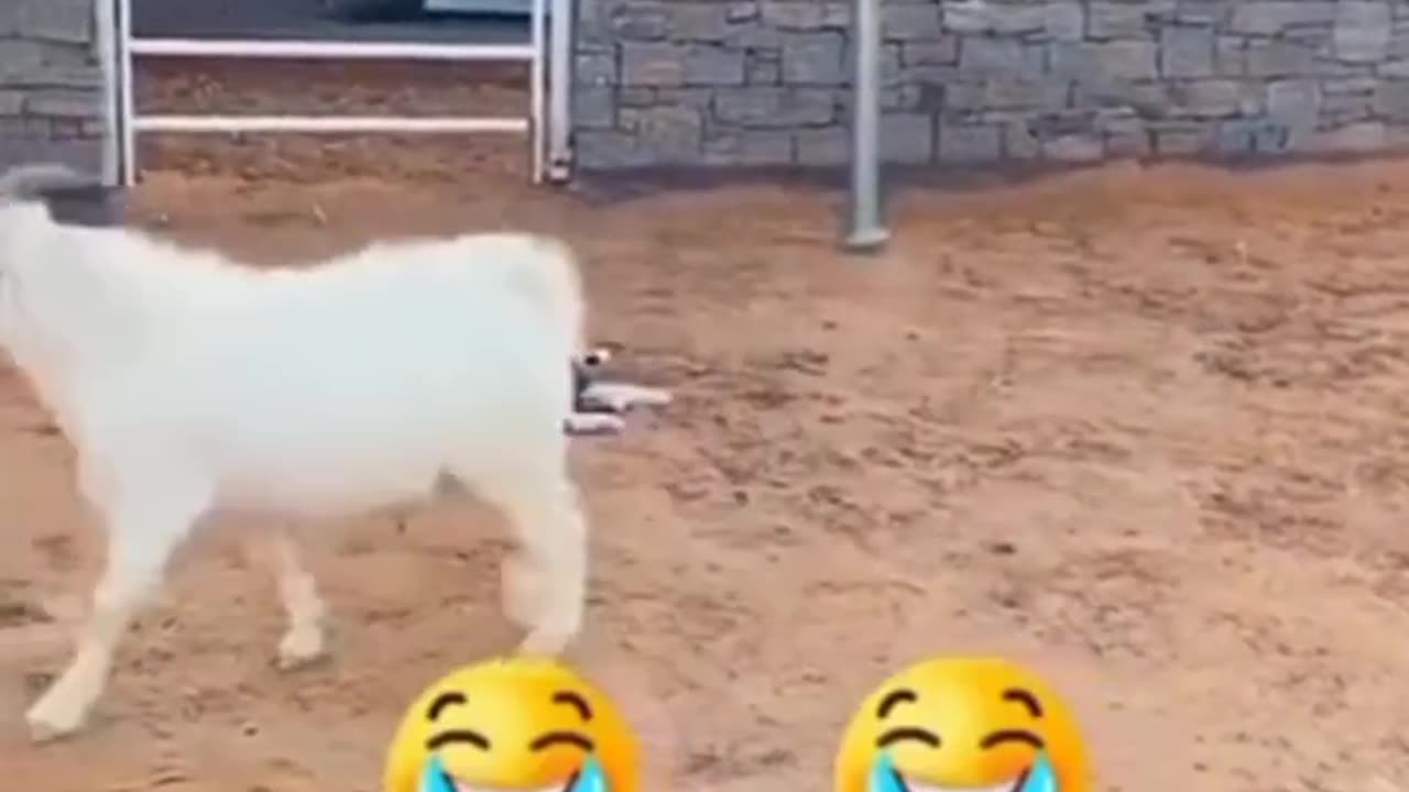 Most hilarious funniest video on todays internet of mix animals .