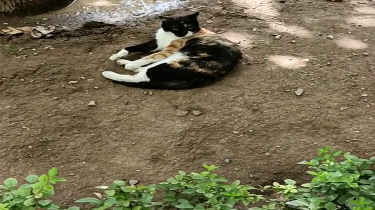 A cute and beautiful cat is resting