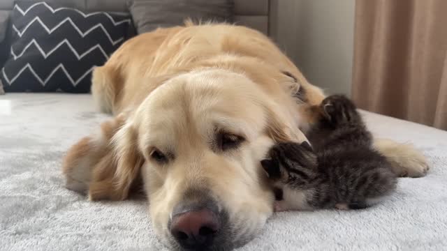 Baby Kittens Love Golden Retriever