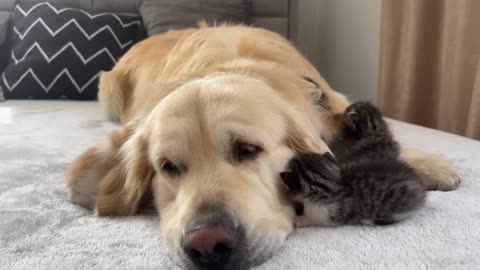 Baby Kittens Love Golden Retriever