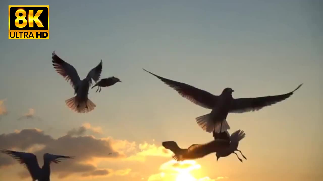 Most Beautiful Birds in Amazon Forest