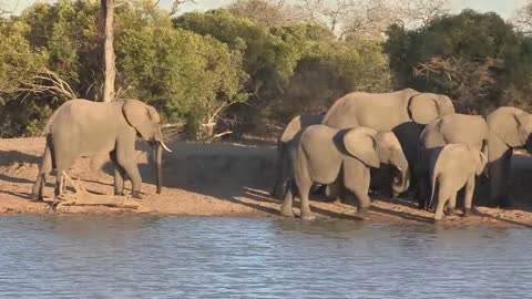 Sound of the African Bushveld, Elephants - AFRICAN WILDLIFE