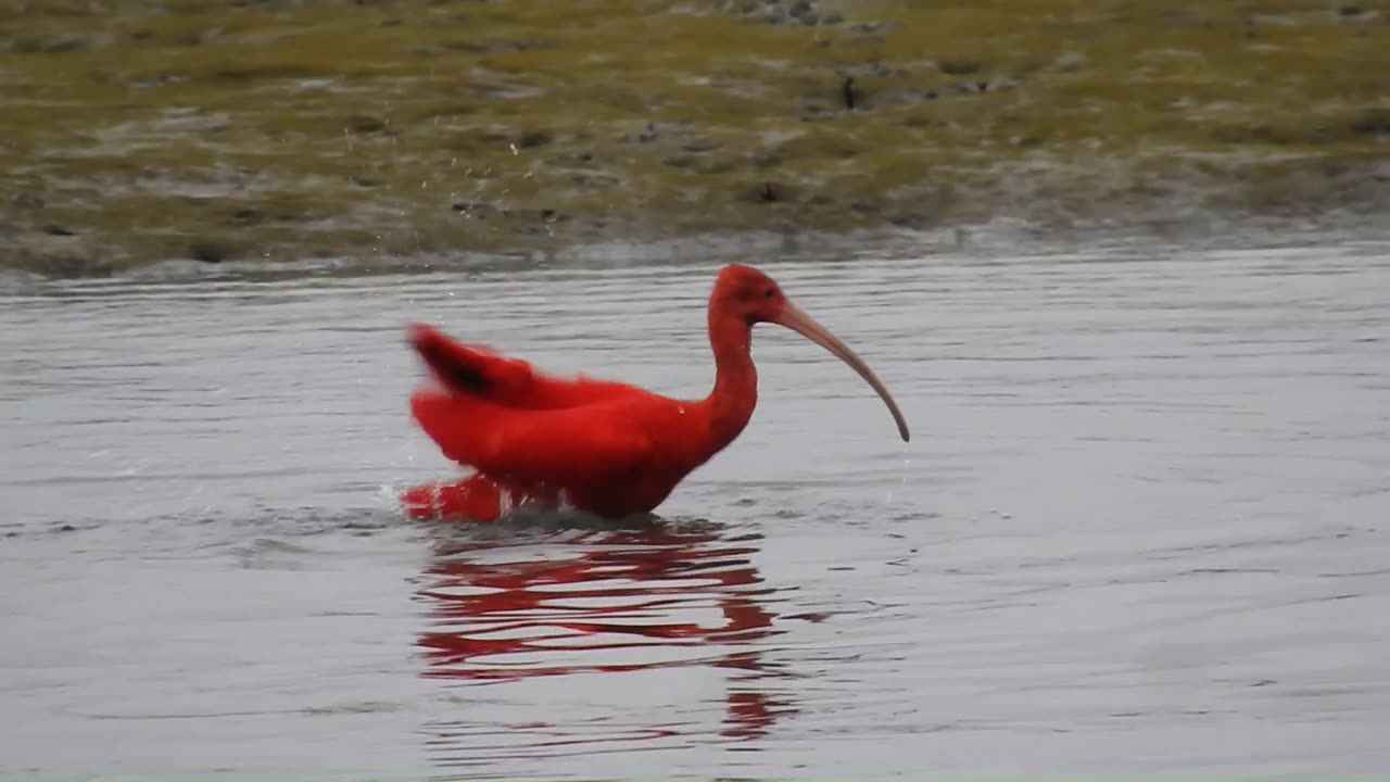 Scarlet Ibis - Guará