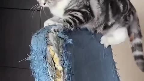 Trending Cute Cats😹 Funny Fail Pets Moments Clips #2