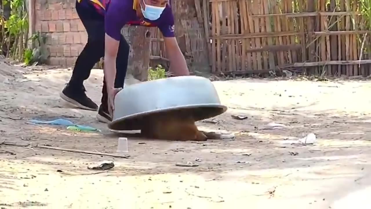 Prank Dog Funny viral|| #viral