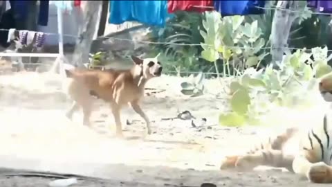 Troll prank Dog funny & fake lion and fake Tiger prank To Dog & Huge Box prank to dog