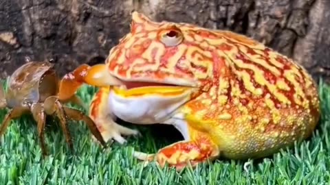 Funny hungry frog