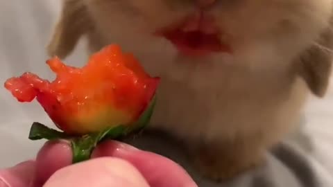 I'm Hungry 🤤🤤🐇 🐰 🤩🤩