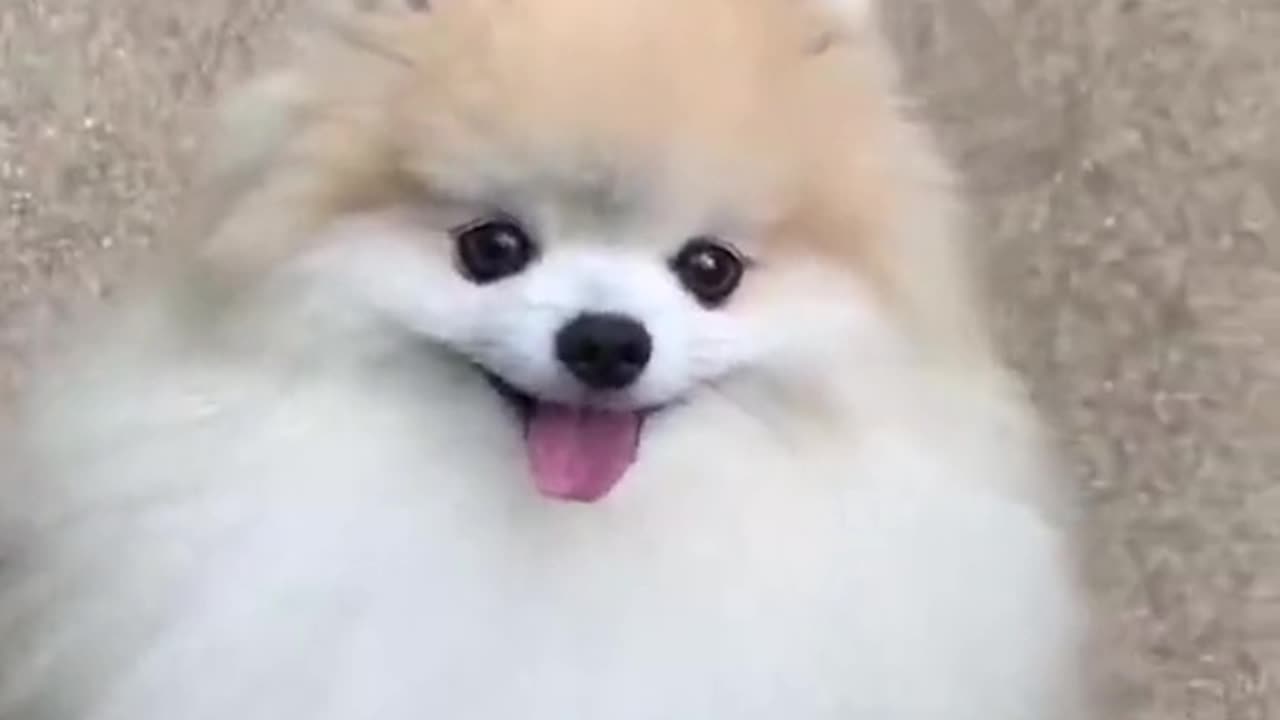 Very cute and funny puppy video