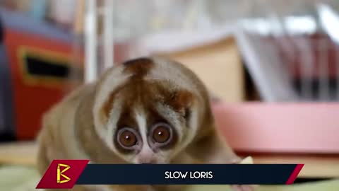The cutest monkey must be it