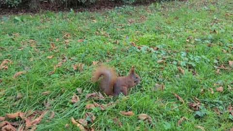 Squirrel Royal Palace Gardens Warsaw Poland