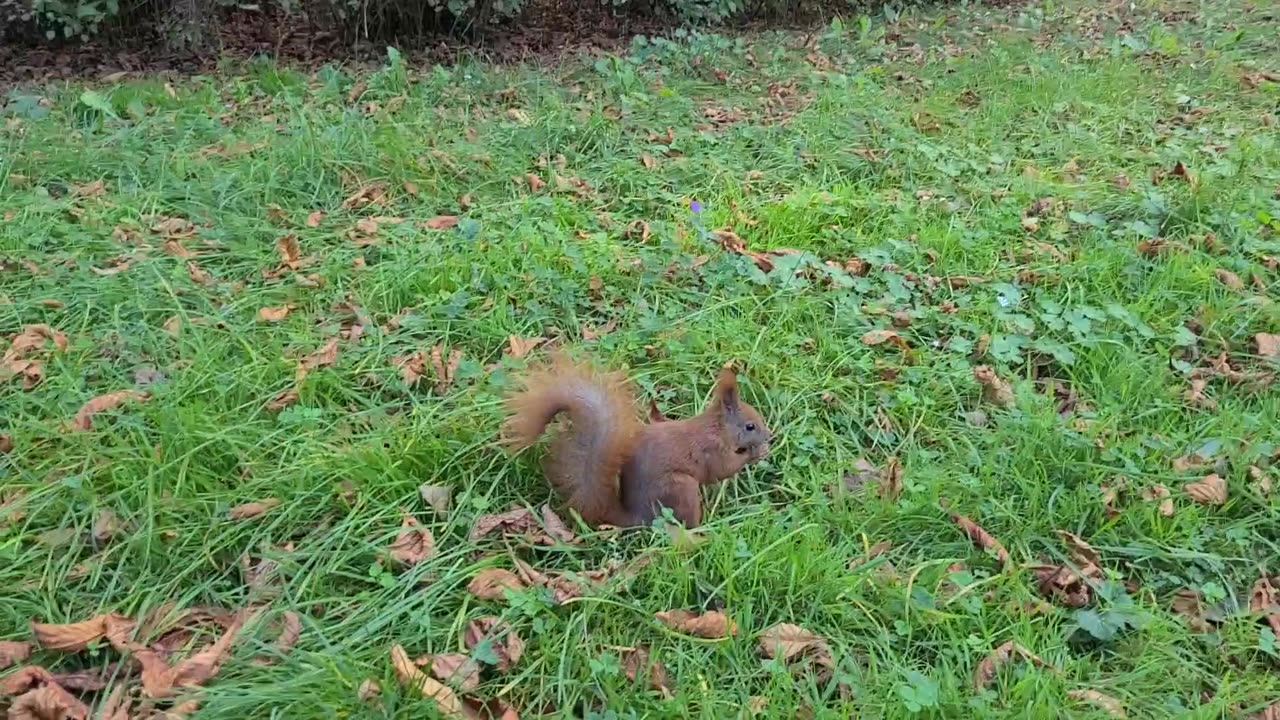 Squirrel Royal Palace Gardens Warsaw Poland