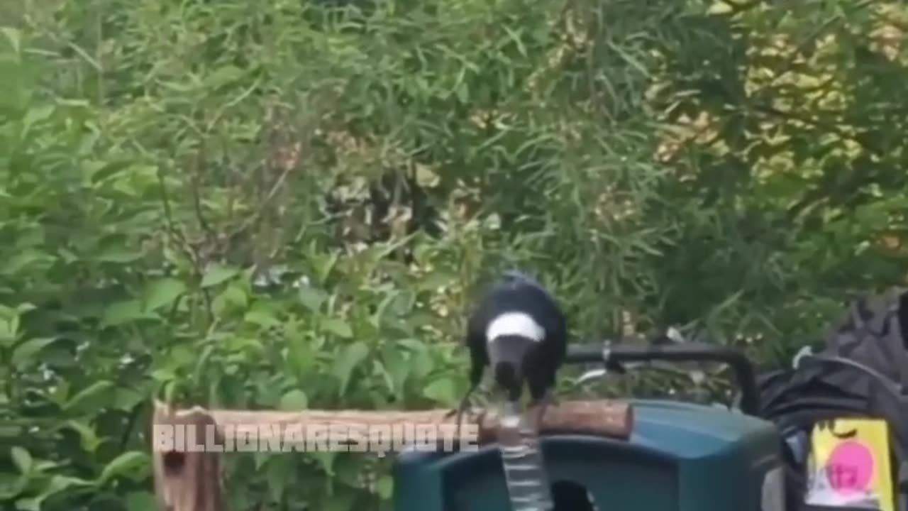 Today best video