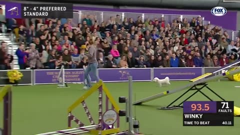 The best WKC dog show