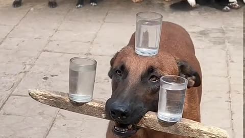 Funny Video