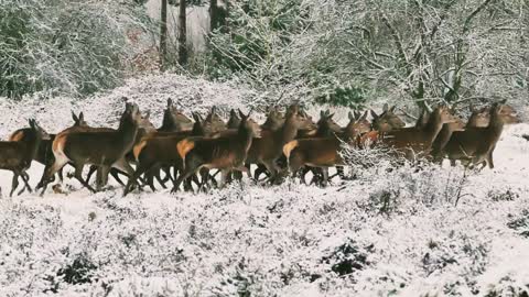 Many deer