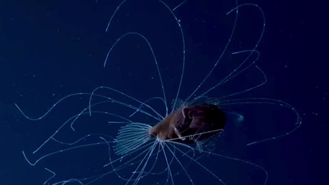 The weirdest animals in the deep sea #weirdanimals #deepsea