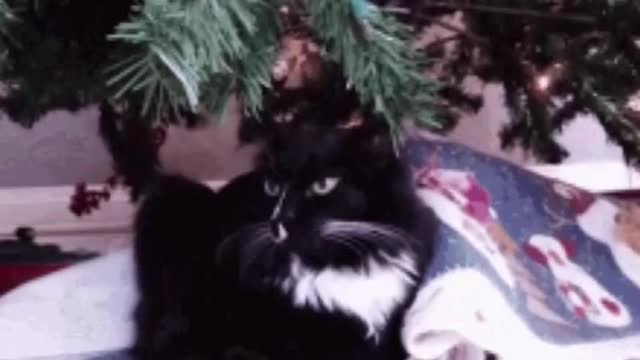 Cute Cat Train Gif! 🚂