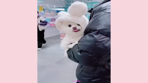 Funny and Cute Dog Pomeranian 😍🐶| Funny Puppy Videos #295