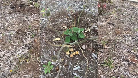 Gardens 2017 10 22