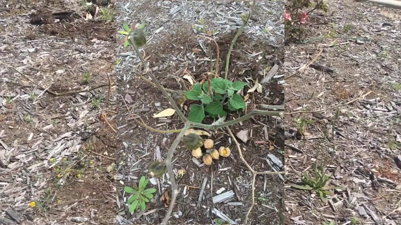 Gardens 2017 10 22