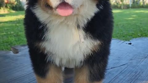 Dog fun