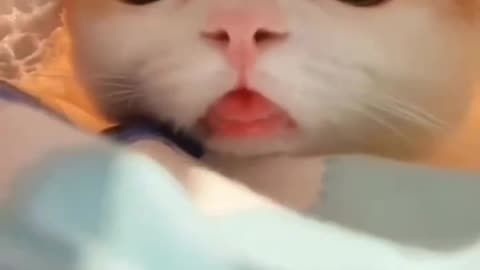 Cute Cat Funny video viral 😺 cat video trending Cat video cute baby cat video #2023..