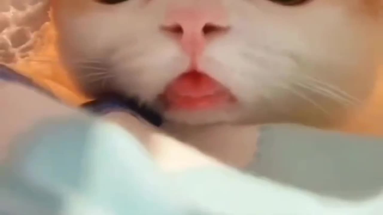 Cute Cat Funny video viral 😺 cat video trending Cat video cute baby cat video #2023..