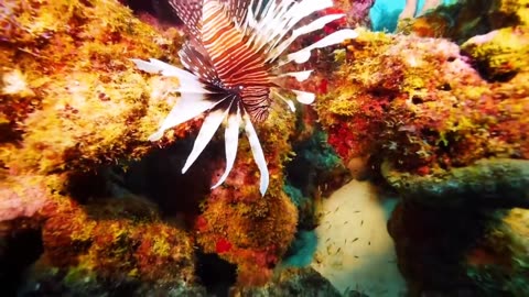Kinds of Fish