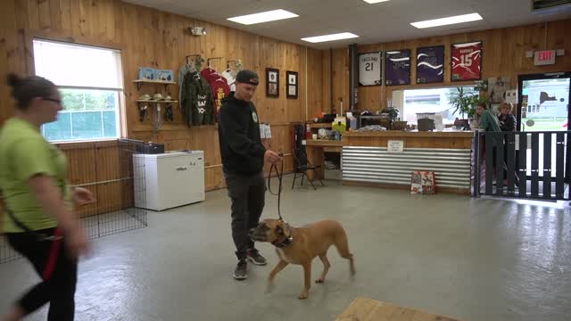 Leash Aggression Towards Other Dogs- How to Get Your Reactive Dog Under Control While on a Walk