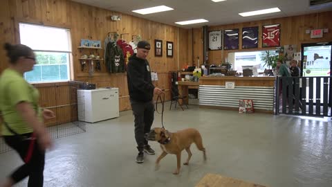 Leash Aggression Towards Other Dogs- How to Get Your Reactive Dog Under Control While on a Walk