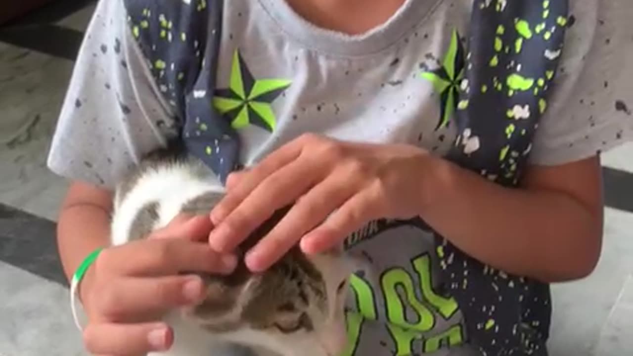 Cat in happy mood
