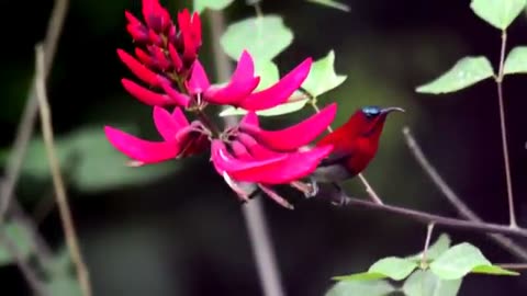 Crimson Sunbird (Aethopyga siparaja)🐦🦜🕊️🎵❤️