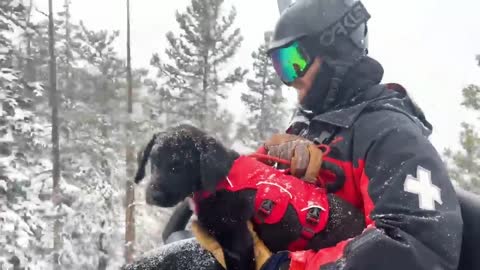 Meet Otis! Loveland Ski Area’s newest Avalanche dog!