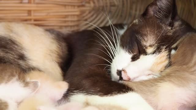 Baby Cats - Cute and Funny Cat Videos Compilation #27 | Aww Animals