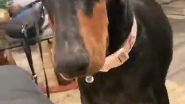 Animals Being RUDE