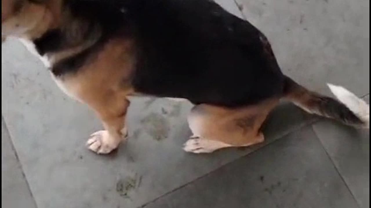 Injured Dog at Kurla Railway station
