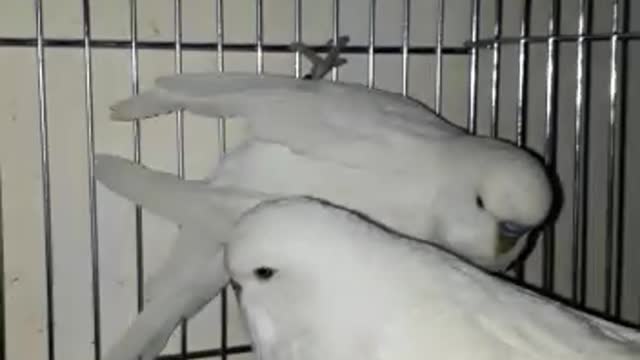 white budgies birds