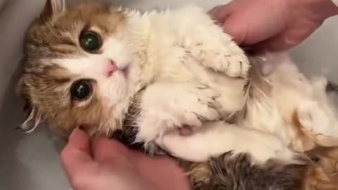 Cats are Angels