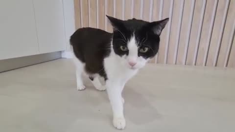 FUNY ANIMALS VIDEOS