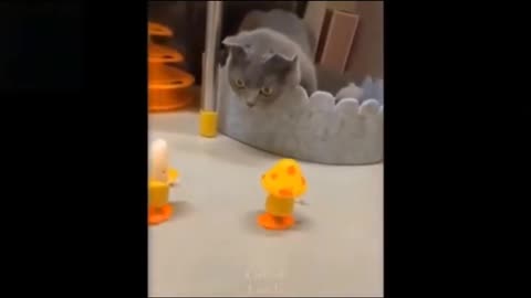 Funny Vedio, funny Cats Vedio,funny animals
