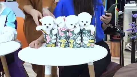 Cute and Funny Pomeranian Videos 204 #Shorts