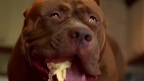 Giant Dog: The biggest pitbull in the world | Free Doc Bites | Free Documentary