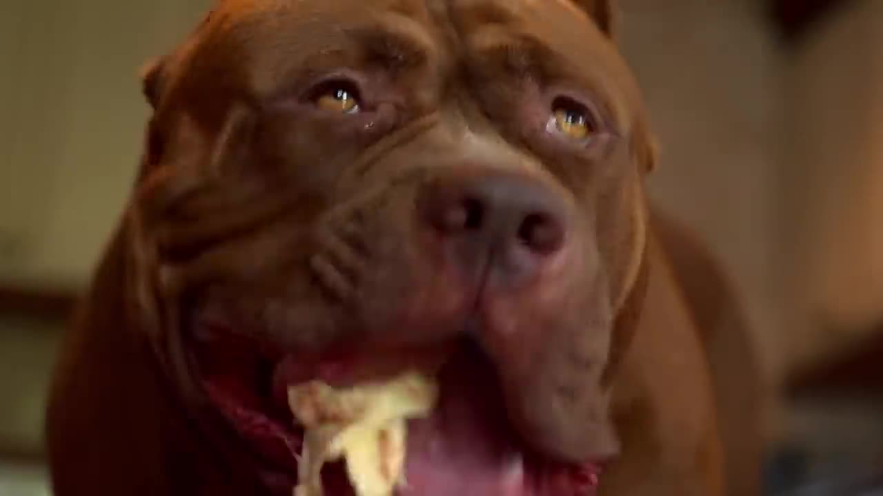 Giant Dog: The biggest pitbull in the world | Free Doc Bites | Free Documentary