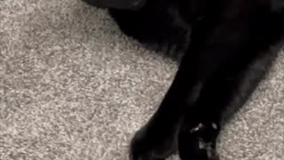 Adopting a Cat from a Shelter Vlog - Cute Precious Piper Reacts to Startling Sound #shorts