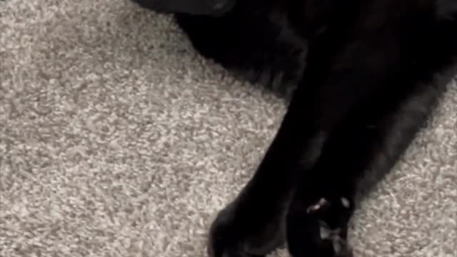 Adopting a Cat from a Shelter Vlog - Cute Precious Piper Reacts to Startling Sound #shorts