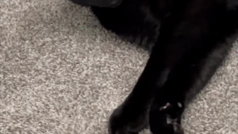 Adopting a Cat from a Shelter Vlog - Cute Precious Piper Reacts to Startling Sound #shorts