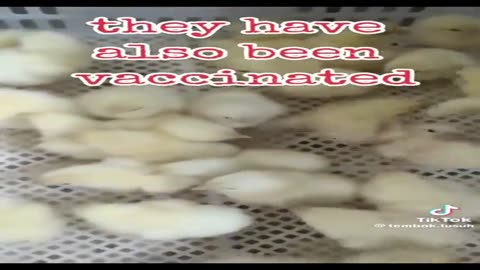 Your Food Is No Longer Safe - Mass Vaccination of Baby Chicks